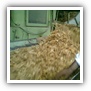 LEAF TOBACCO SHREDDED TOBACCO raw tobacco leaf dark air cured tobacco rustica tobacco FLUE CURED TOBACCO